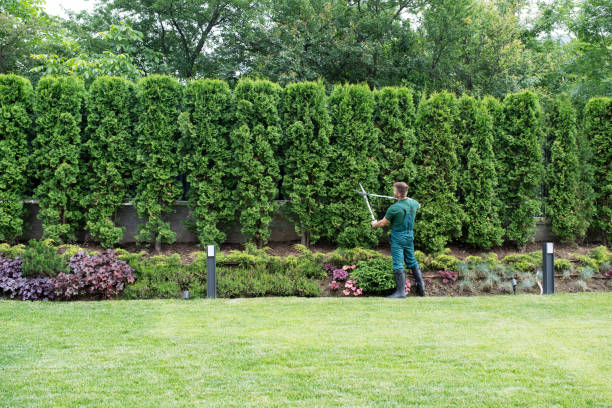 Best Lawn Maintenance Plans  in Leonia, NJ